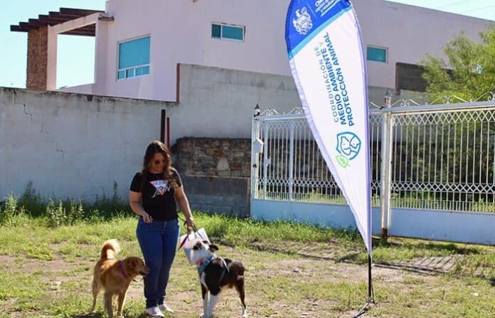 500masco Cuidado y protección animal, mujer paseando perros en evento de protección animal en Chihuahua, con banner de la Secretaría de Agricultura y Desarrollo Rural.