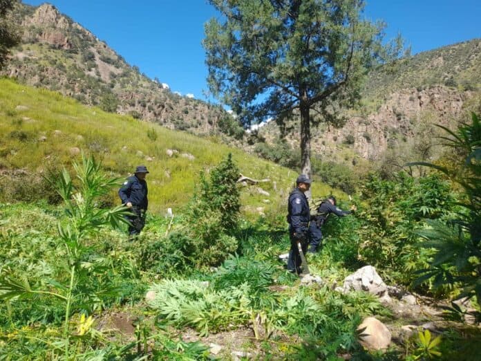 IMG-20250929-WA0014 Cultivadores de marihuana en un paisaje montañoso en Chihuahua, México, durante una operación de control y seguridad en áreas rurales y de difícil acceso.