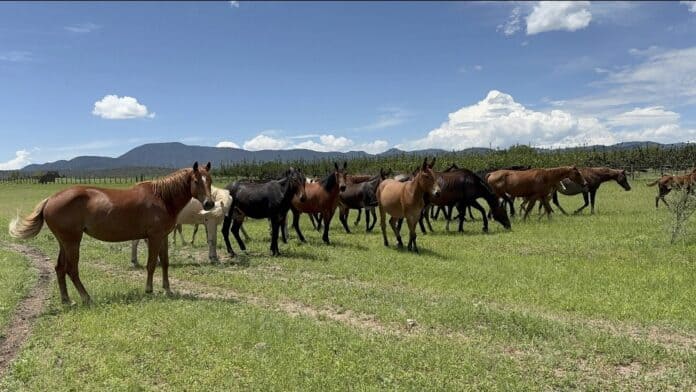Screenshot_20250922_123054_WhatsApp Caballo de pastizal en campo abierto en Chihuahua, México con montañas y cielo nublado.