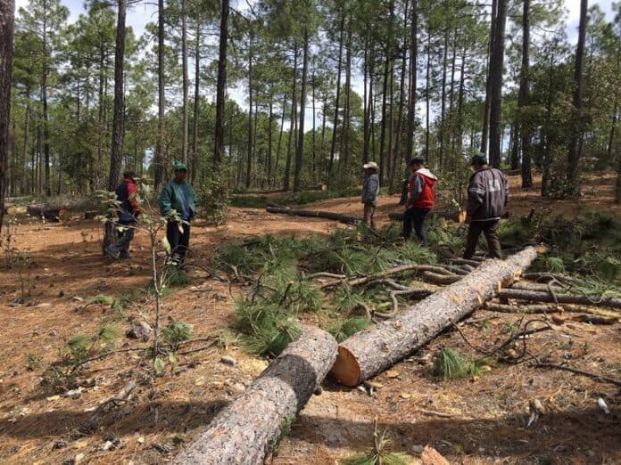IMG-20251003-WA0088 Árboles caídos en un bosque de pinos tras acto de tala o derrumbe, varias personas inspeccionando la zona en Chihuahua, México, en acciones de conservación ambiental y reforestación.