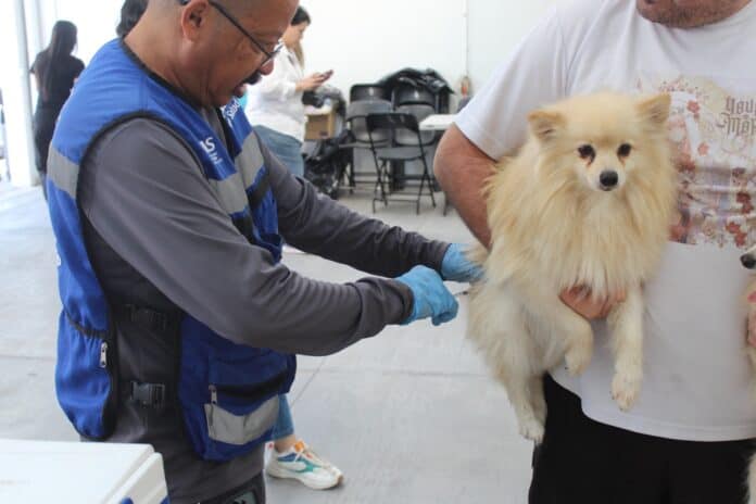 IMG-20251010-WA0021 Vacunación canina en Chihuahua, veterinario administrando vacuna a un perro de raza pequeña en un evento de salud animal.