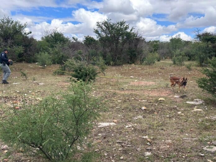 IMG-20251011-WA0024 Perro policía y perro pastor alemán en campo árido con arbustos y cielo nublado, realizando entrenamiento de detección y rastreo en Chihuahua, México, en un área natural para mejorar la seguridad ciudadana.