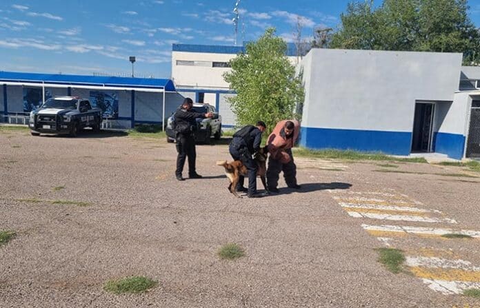 Operativos de seguridad en Chihuahua con policías y perro adiestrado en zona urbana, asegurando el perímetro. Resaltando la presencia policiaca y la vigilancia en instituciones públicas.