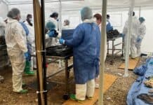 Suman 214 personas identificada en caso ‘Plenitud’ Dispositivos médicos en zona de cirugía para prueba COVID-19 en un campamento sanitario en Chihuahua, México, personal de salud en acción, medidas de protección sanitaria, laboratorios móviles para detección de virus, situación de emergencia sanitaria en Chihuahua, equipo médico en evento de salud pública, protección personal en instalaciones temporales de salud, instalaciones de salud temporales en Chihuahua, atención y diagnóstico en campaña de salud, infraestructura sanitaria temporal en Chihuahua para control de pandemia.