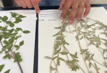 Invita UACH a conocer el Herbario UACH-HER con acervo de casi 4 mil 800 ejemplares