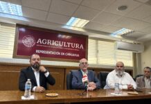 Brindará Gobierno Federal apoyo extraordinario a productores de maíz amarillo en Chihuahua