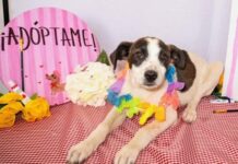 Buscan adoptantes para perritos del Centro Municipal de Contención Canina