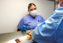 Previene Municipio abandono animal; Esterimóvil con servicios gratuitos estará en la Dale