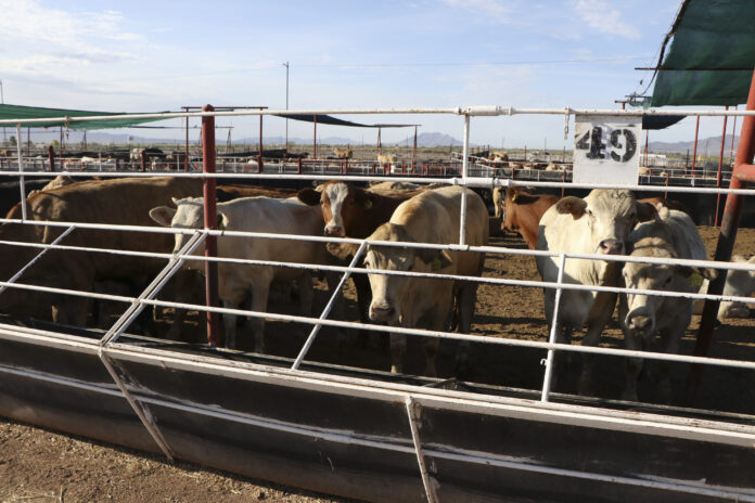 260917 AGRICULTURA SENASICA REINICIA EXPORTACIÓN DE GANADO A EUA DESDE San Jerónimo, Chihuahua-7