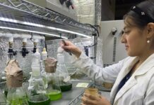Investigadores de la FCQ-UACH desarrollan biofertilizantes agrícolas a partir de residuos de sotol