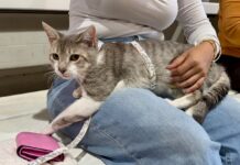 Esterilizan a 407 mascotas en campaña a bajo costo