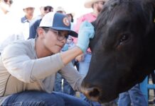 Chihuahua registra 89 casos activos de gusano barrenador